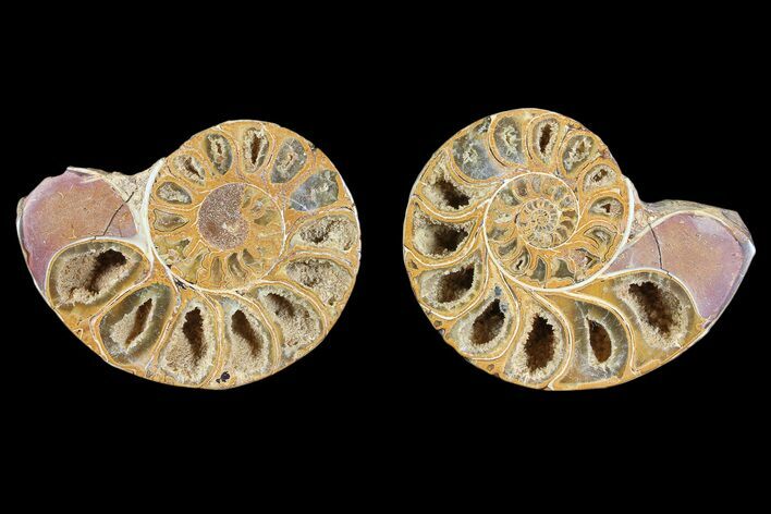 Cut & Polished, Agatized Ammonite Fossil - Jurassic #93531